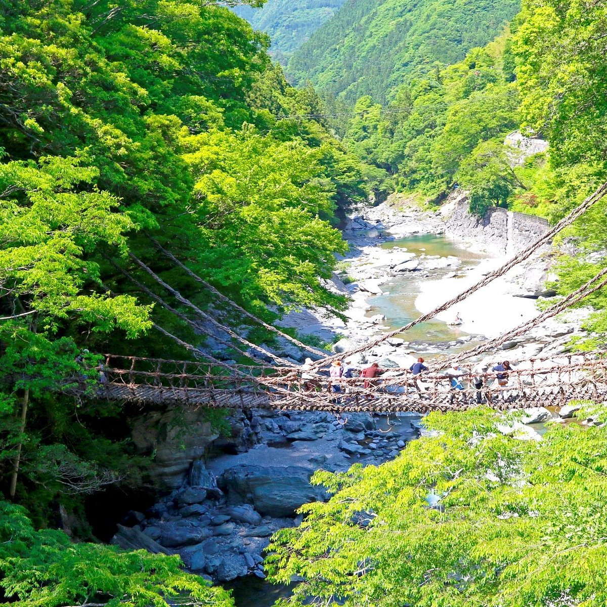 🌉 이야의 덩굴다리(이야노카즈라바시) 이미지 7